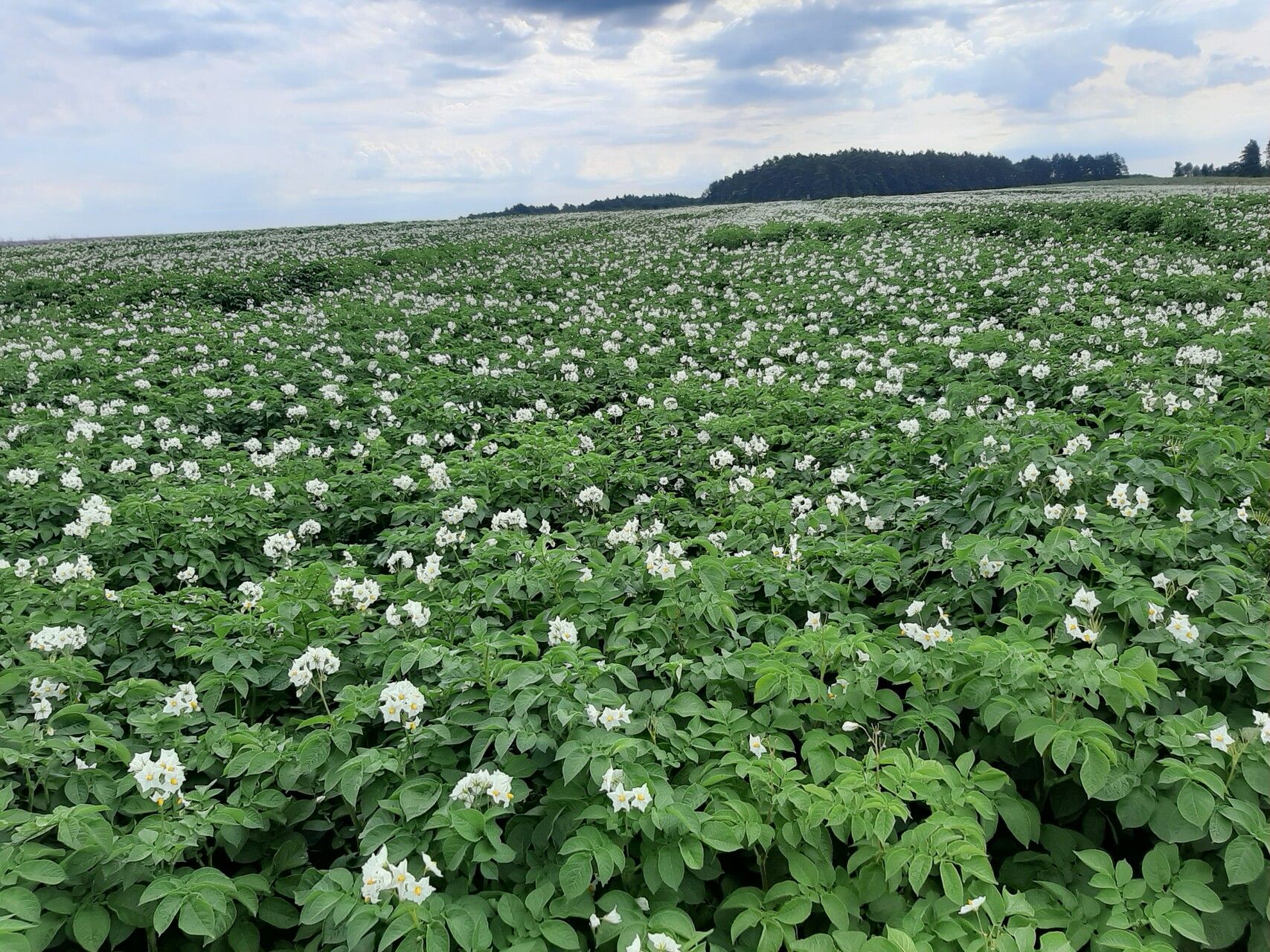 Fot._7_Zdrowa_plantacja.jpg_compressed[1].JPEG