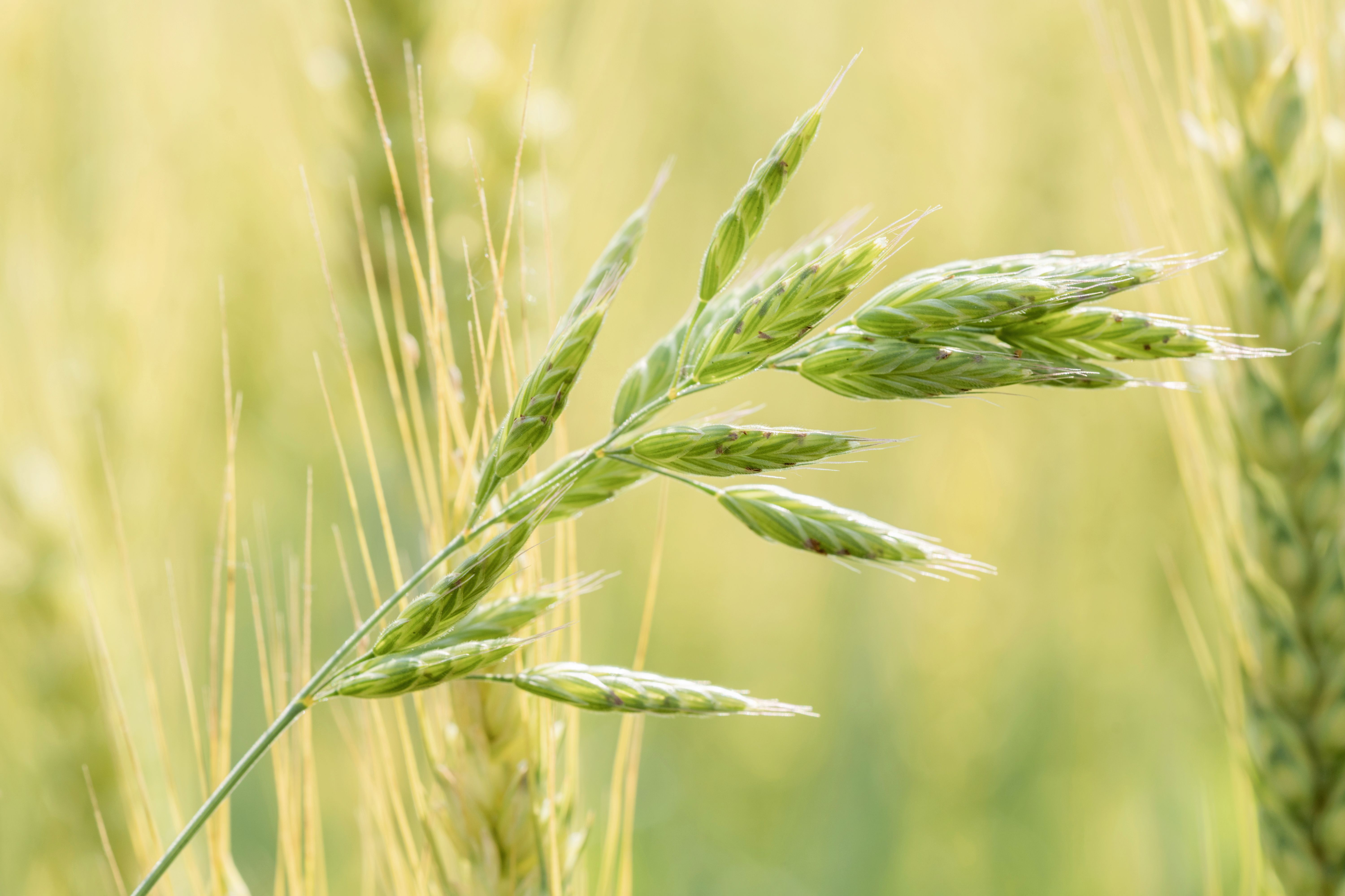 rye-field-on-sunny-day-closeup-close-up-of-rye-e-2025-03-05-23-46-25-utc.jpg